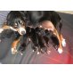 Welpen, Entlebucher Sennenhund - Rüde