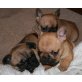 Welpen, Französische Bulldogge Welpen - Rüde