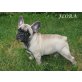 Welpen Französische Bulldoggen, Französische Bulldogge Welpen - Hündin