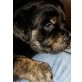 Welpen, Golden Retreiver-Rottweiler Welpen - Rüde