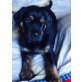 Welpen, Golden Retriever-Rottweiler Welpen - Hündin