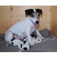 Welpen, Jack-Russell-Terrier Welpen - Rüde