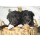 Welpen, Labradoodle Welpen - Hündin