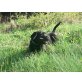 Welpen, Labrador Retriever Welpen - Hündin