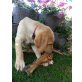 Welpen, Labrador Retriever Welpen - Hündin