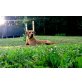 Welpen, Rhodesian Ridgeback Welpen - Rüde