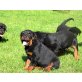 Welpen, Rottweiler - Rüde