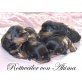 Welpen, Rottweiler Welpen - Rüde