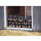 Welpen, Rottweiler Welpen - Rüde