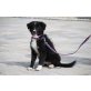 Welpen Rüden u. Hündinnen, Australian Shepherd Dog Welpen - Rüde