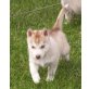 Welpen, Siberian Husky Welpen - Rüde