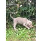 Welpen, Weimaraner - Rüde