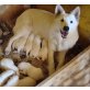 Welpen, Weisse Schäferhunde Welpen - Rüde