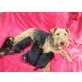 Welpen, Welsh Terrier Welpen - Hündin