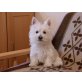 Welpen, West Highland White Terrier Welpen - Rüde