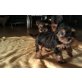 Welpen, Yorkshire Terrier Welpen - Hündin