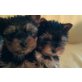 Welpen, Yorkshire Terrier Welpen - Rüde