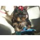Welpen, Yorkshire Terrier Welpen - Rüde