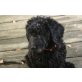 Welpen männlich und weiblich, Labradoodle Welpen - Hündin