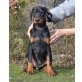Welpen mit Stammbaum, Dobermann Welpen - Hündin