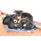  Welpen und ihre Mama , Pinscher-mixe Welpen - Hündin