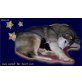 Welpen v.animalforheart, Alaskan Malamute Welpen - Rüde