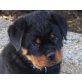 Welpen vom Schloß Berholdstein,Rüde-Hündin!, Rottweiler Welpen - Hündin