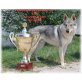 Welpen von Tschechoslowakisechen Wolfshunden, Tschechoslowakischer Wolfhund Welpen - Rüde