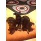 Welpenmischlinge Zwergpinscher Welpen - Rüde
