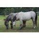 Welsh Cob - Hengst