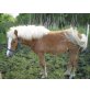 Welsh Cob - Hengst