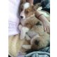 Welsh Corgi Gardian Welpen - Hündin
