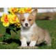 Welsh Corgi Pembroke - Rüde