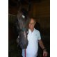 Welsh, Englisches Vollblut - Wallach