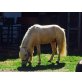 Welsh Pony - Hengst