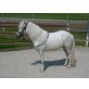 Welsh Pony - Stute