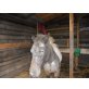 Welsh Pony - Stute
