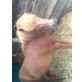 Welsh Pony - Wallach