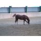 Welsh Pony - Wallach