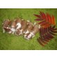 Welsh Springer Spaniel Welpen - Rüde