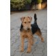 Welsh Terrier - Rüde