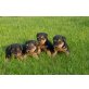 Welsh Terrier Welpen - Hündin
