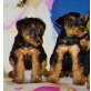 Welsh Terrier Welpen - Hündin