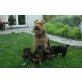 Welsh Terrier Welpen - Hündin
