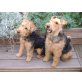 Welsh Terrier Welpen - Hündin