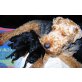 Welsh Terrier Welpen - Rüde