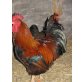Welsumer und Hamburger Huhn - weiblich