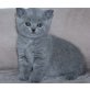 Wendi, Britisch Kurzhaarkatze - Katze