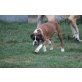 Wendy, Boxer - Hündin