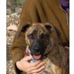 Wendy, Boxer Mix - Hündin